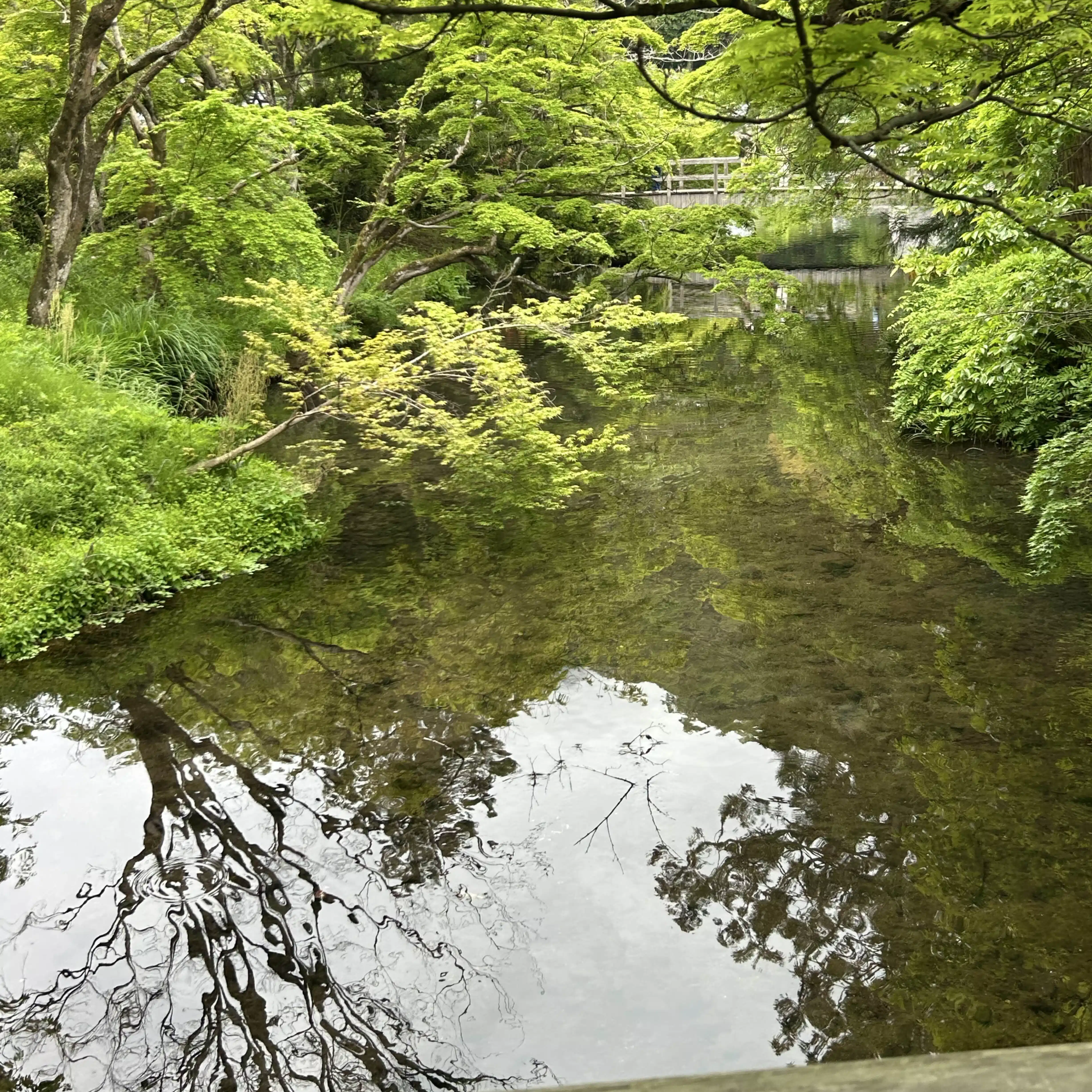 キュウまる