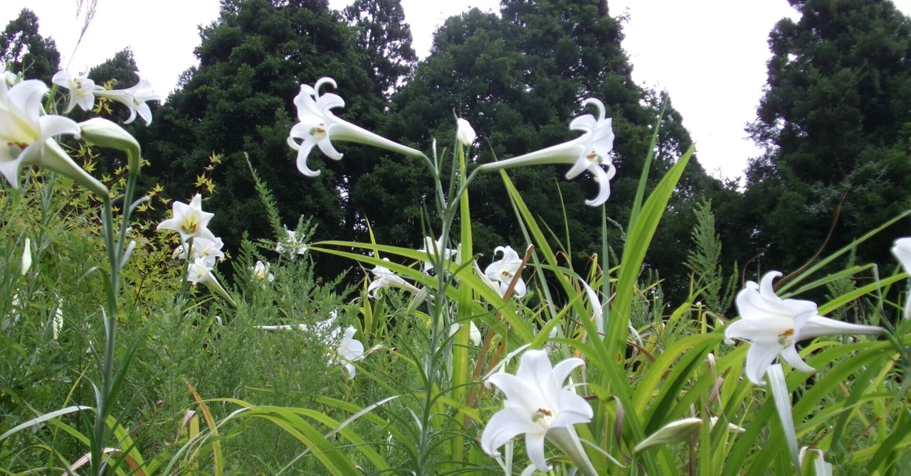 国道303号線を八草トンネル方面へ進むと突如として白いユリのような花