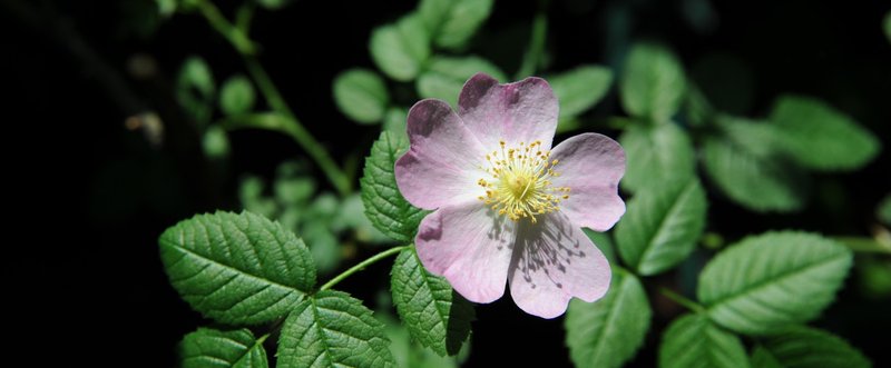 わたしの名前は、ローズリーフティー「薔薇子」と言います！