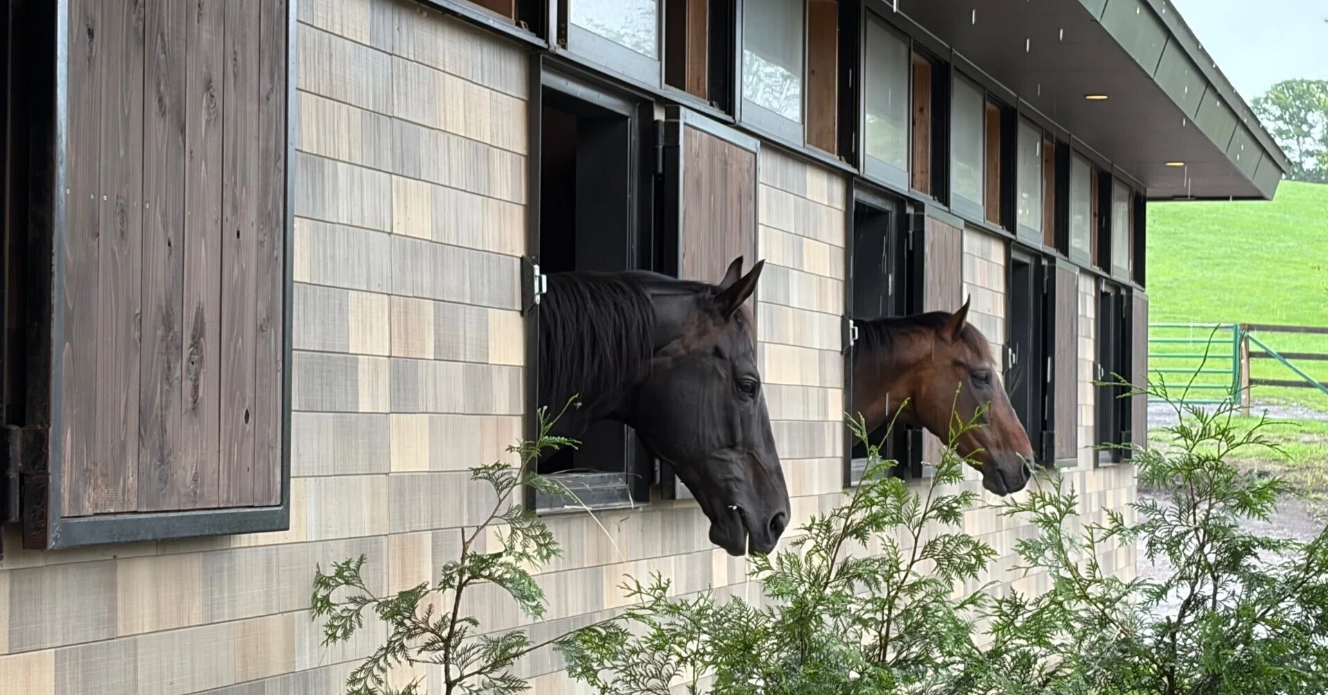 馬たちを訪ねる北海道2泊3日🐎ノーザンホースパーク・ヴェルサイユ