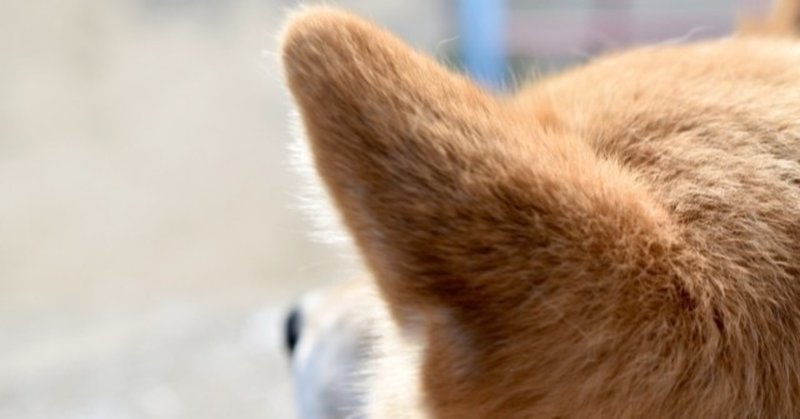 犬の聴覚 犬の飼い主サポートのplam Note