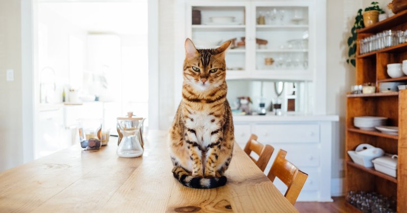 猫 完全肉食動物 を熱く語る 体のつくり編 Onepax Note 猫 完全肉食動物 を熱く語る 体のつくり編 Onepax Note