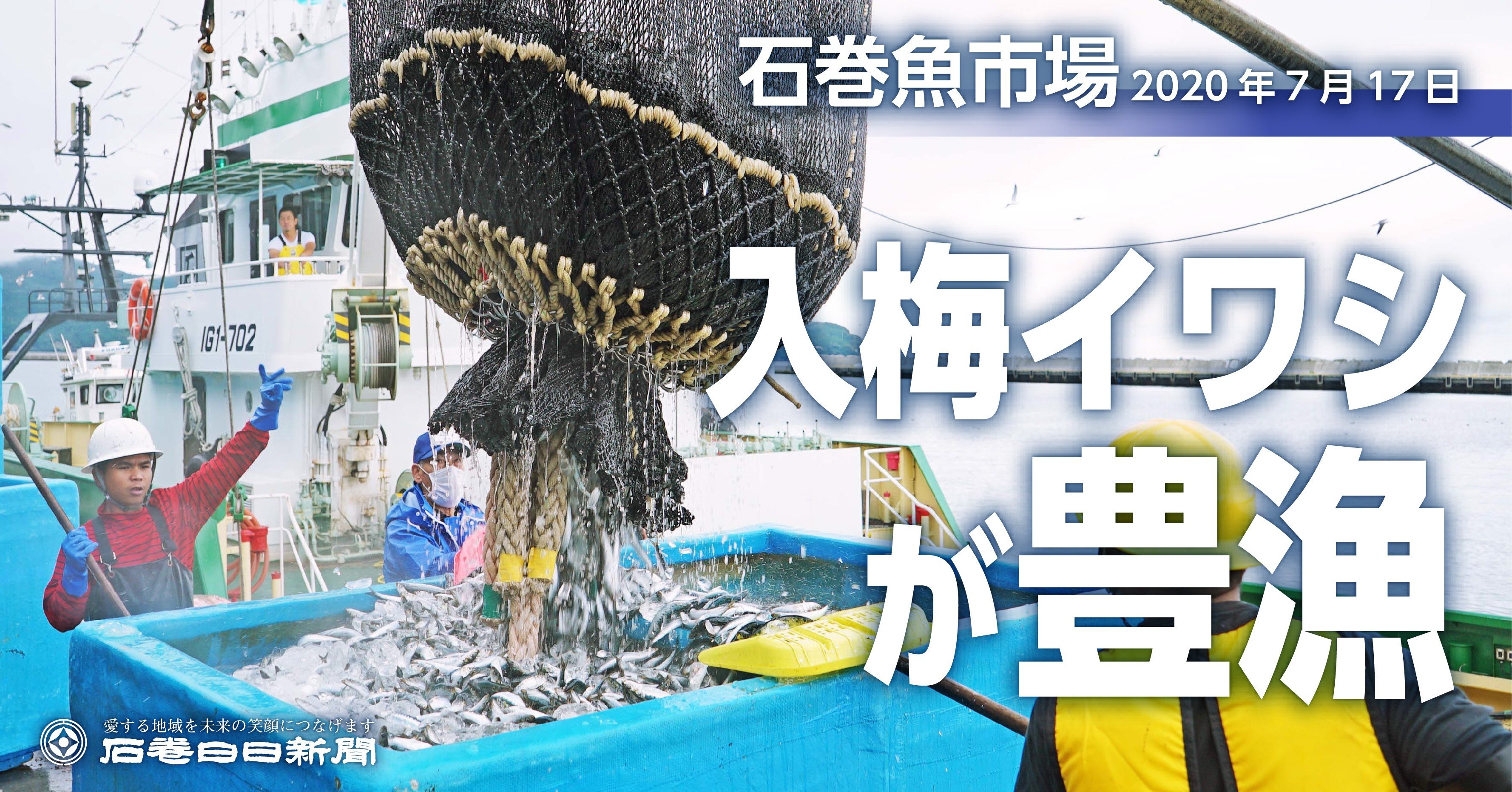脂乗った入梅イワシ豊漁 石巻魚市場 水揚げ量 昨年の4倍 石巻days 未来都市の生き方 Note
