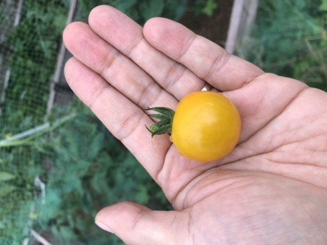 トマト初収穫 梅雨だから仕方ないのだけど 日照不足で色づくのにすごく時間がかかったな 今年の一個目は黄色でした 職権濫用で味見してみたら甘くて美味しかった ところで ミニトマトとプチトマトって違いが まーじゅさん Note