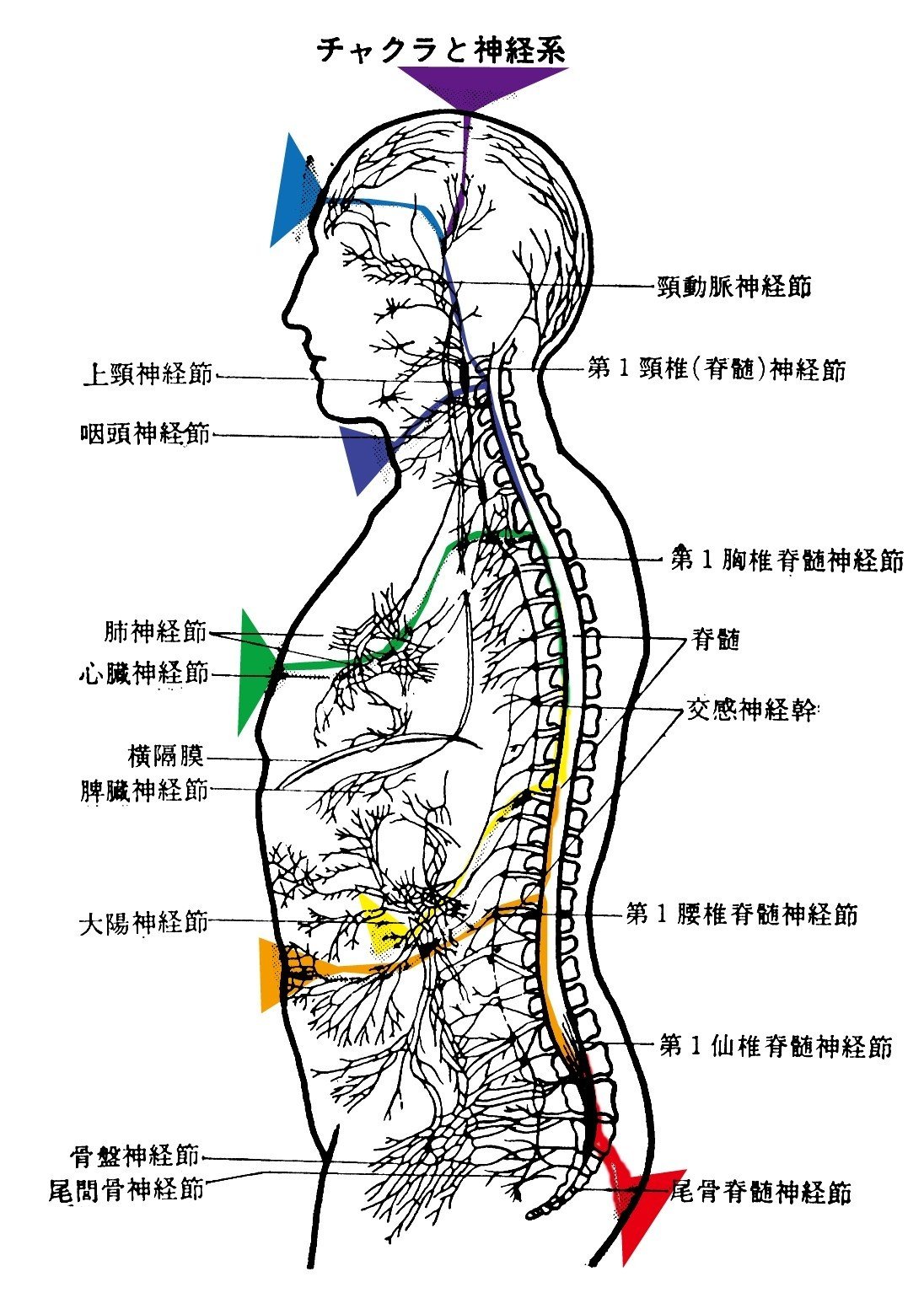 チャクラ神経