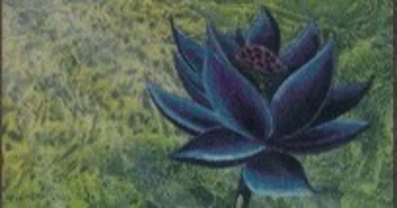 α《Black Lotus》PSA10について。|加藤英宝 α《Black Lotus》PSA10について。|加藤英宝