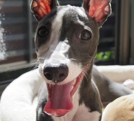 犬がホワイトチョコを食べてしまった はなの主 Note