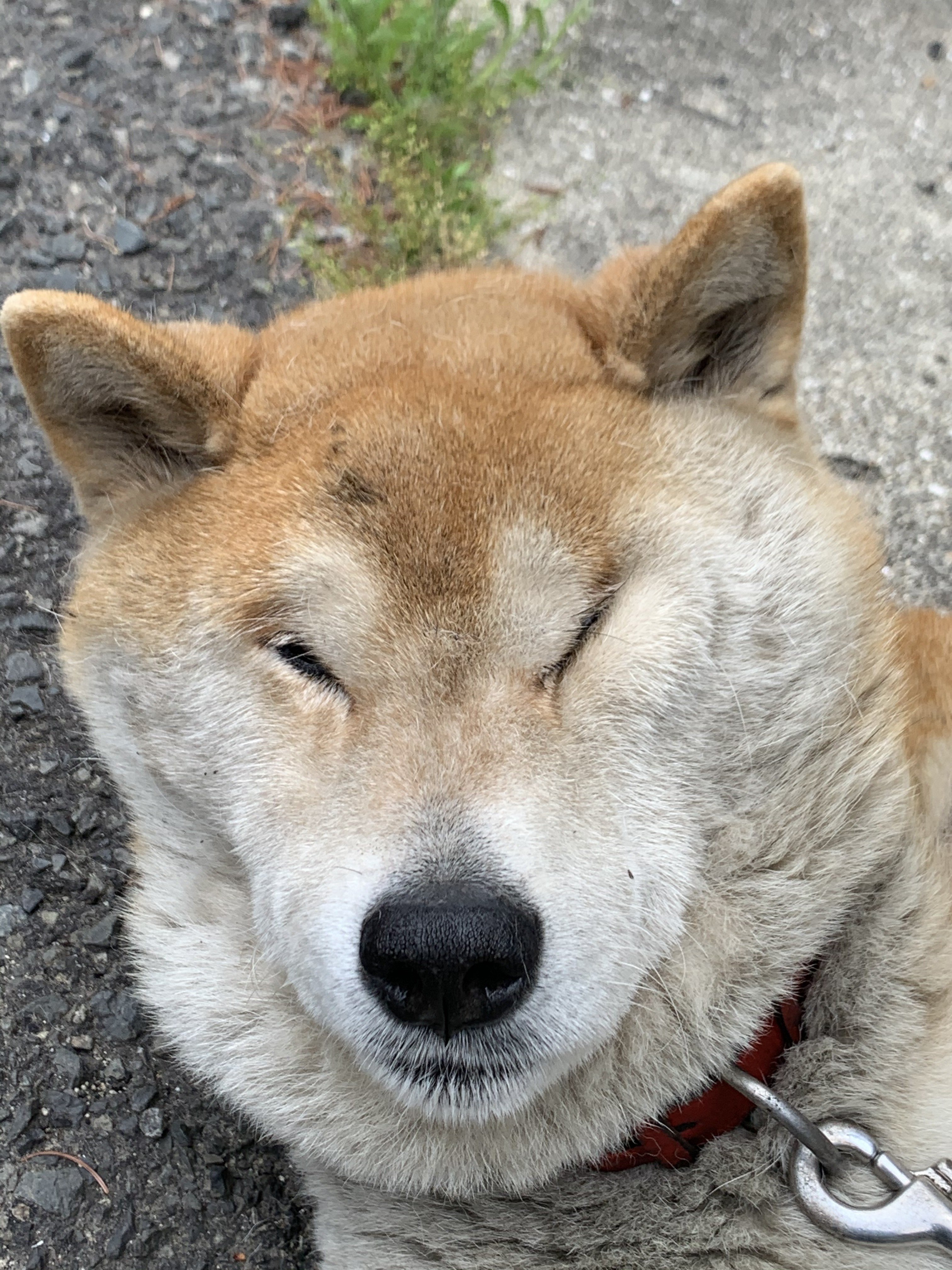 値引きする 柴犬ラッキー様 マットレス