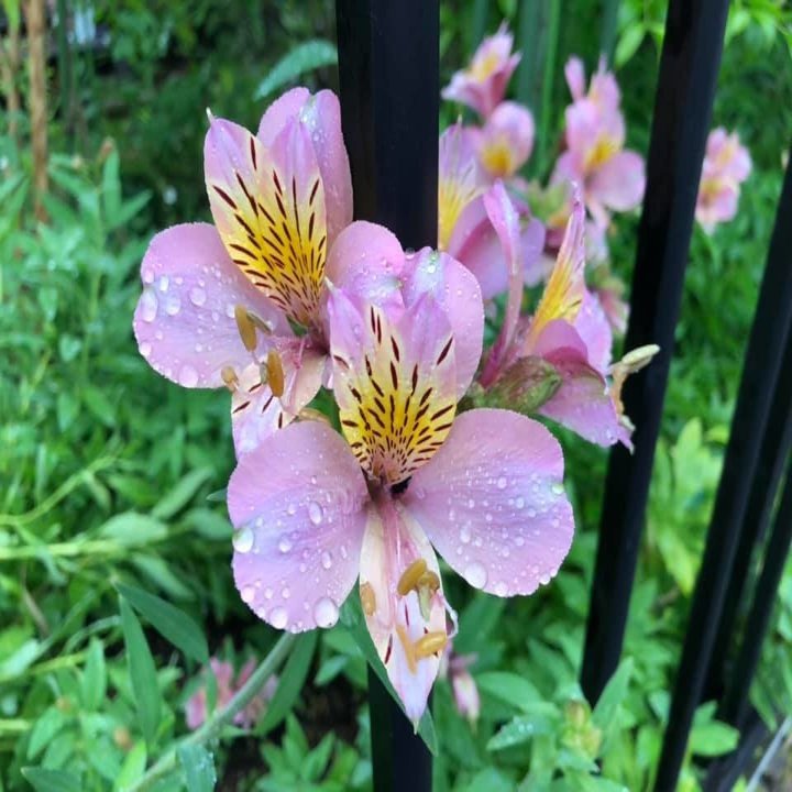 雨に負けぬ花 拙訳 ー Flowers Never Bend With The Rainfall By Simon Garfunkel 山本 剛 Note