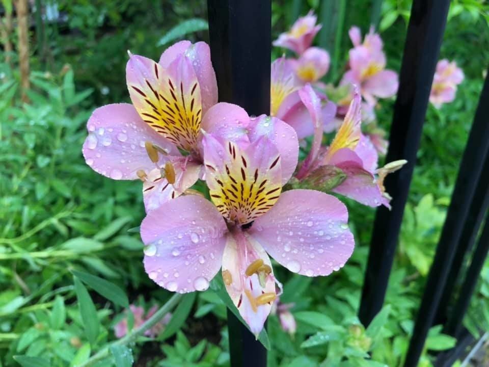 雨に負けぬ花 拙訳 ー Flowers Never Bend With The Rainfall By Simon Garfunkel 山本 剛 Note 雨に負けぬ花 拙訳 ー Flowers Never Bend With The Rainfall By Simon Garfunkel 山本 剛 Note