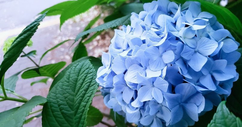 中国語原書 三毛 雨季不再来 雨季はもう来ない を読んで かなの中文散策 Note