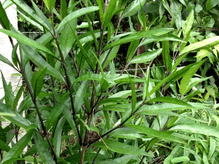 一家にひとつ魔除けの植物 Arruda 愉快米 ブラジル サンパウロ Note