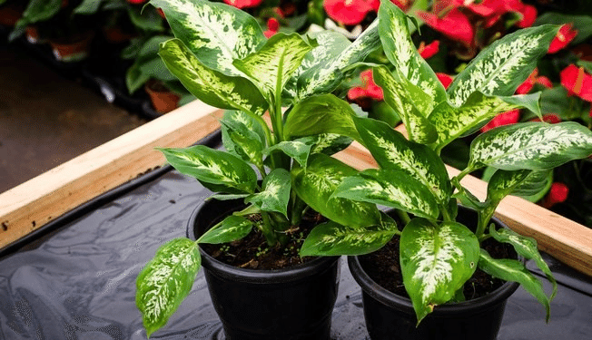 一家にひとつ魔除けの植物 Arruda 愉快米 ブラジル サンパウロ Note 一家にひとつ魔除けの植物 Arruda 愉快米 ブラジル サンパウロ Note