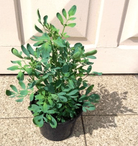 一家にひとつ魔除けの植物 Arruda 愉快米 ブラジル サンパウロ Note