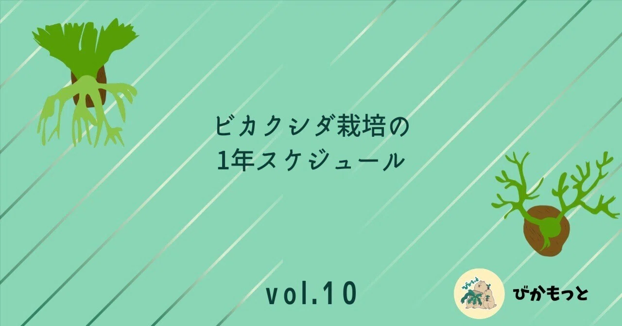 yuビカクシダ10株セット 植物を育てて月5万円。ビカクシダ副業・全10回の実録｜びかもっと｜note