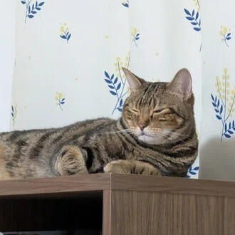 みのせ