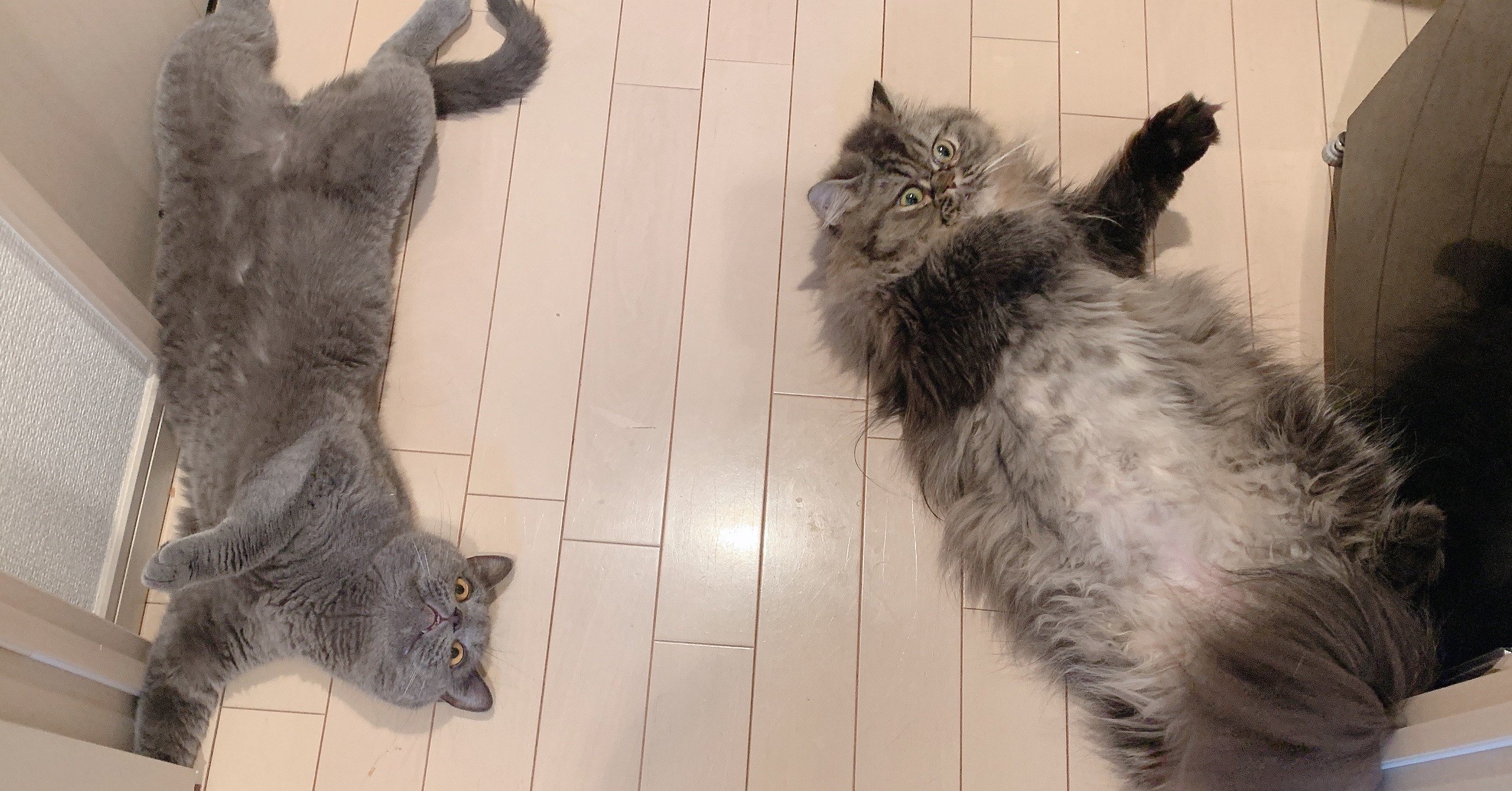 一人暮らしで猫を飼う ふわふわわさび Note