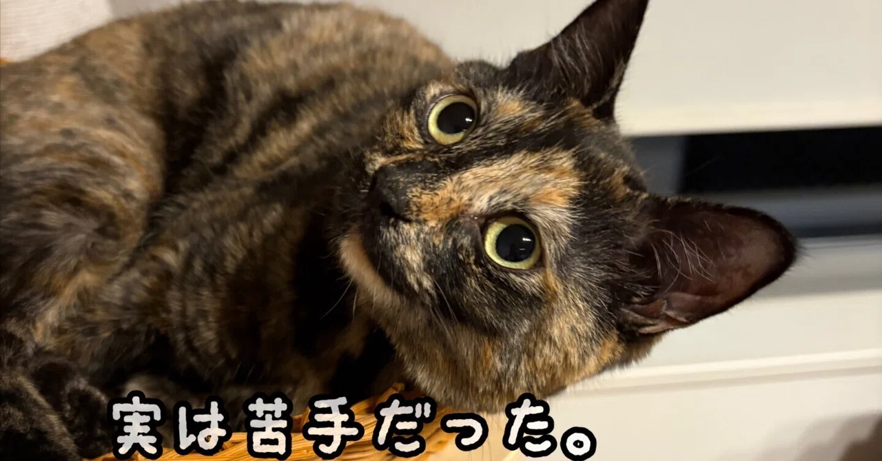 実は苦手だった。でも今は——サビ猫ななが教えてくれたこと🐾|七夕から始まった保護猫との暮らし