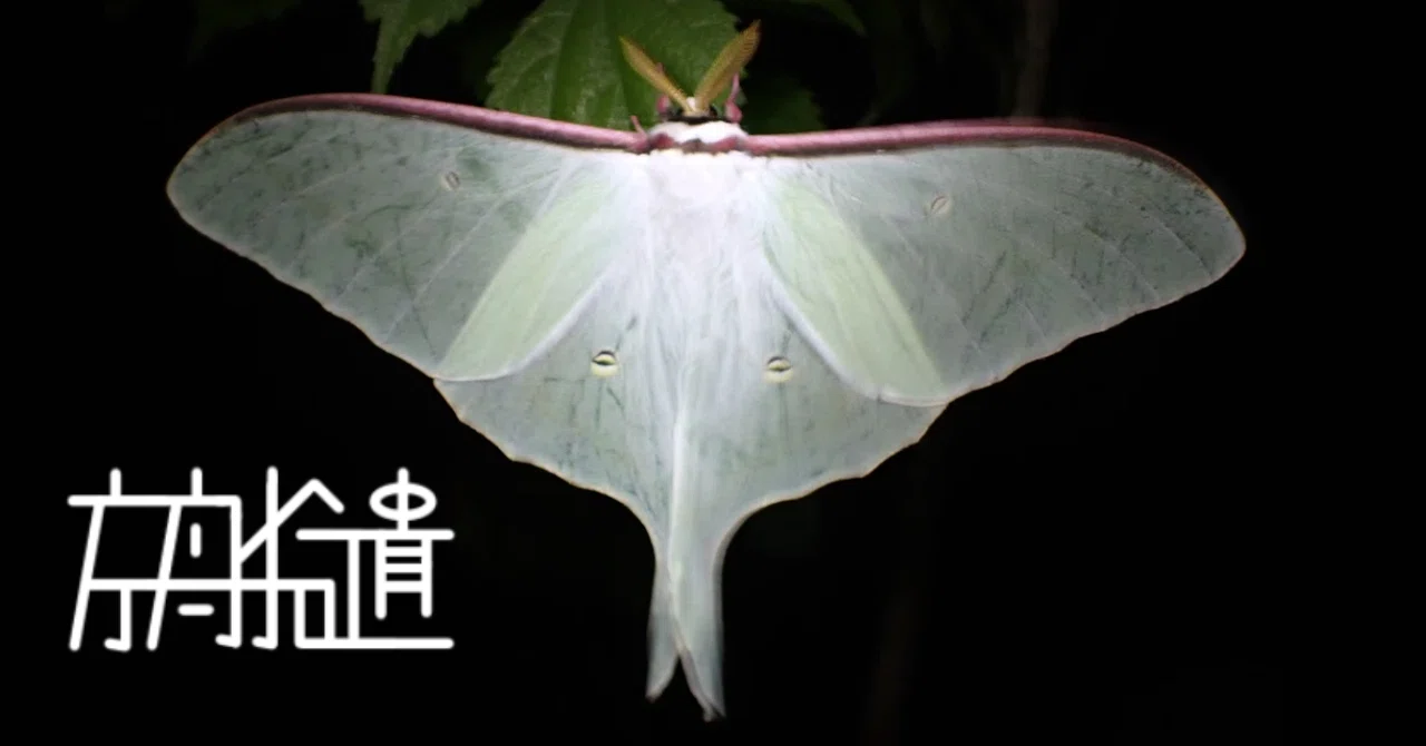 Lobobunaea acetesメダマヤママユガ 標本 蝶オオミズアオ Lobobunaea