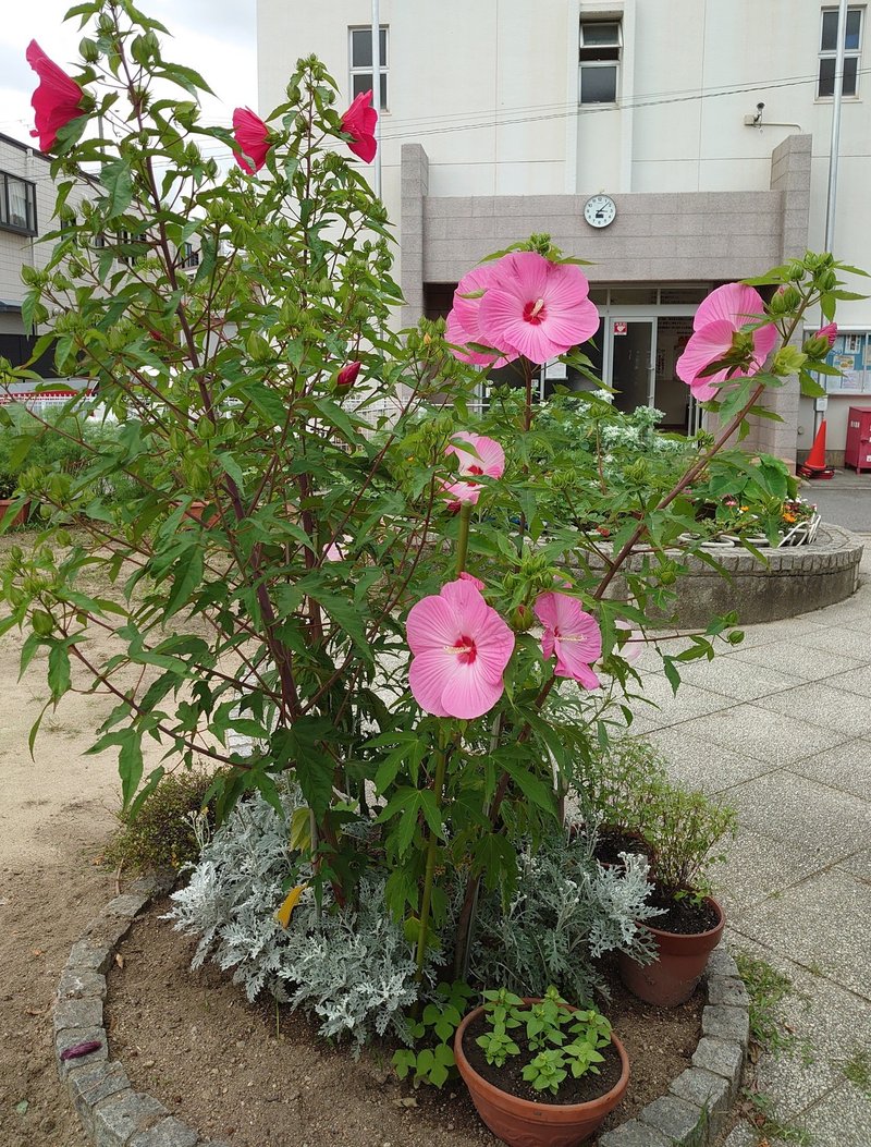 花の色は移りにけりないたづらに Bobob Note