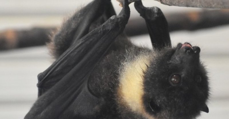 世界一 大きい コウモリ 世界旅行 Note