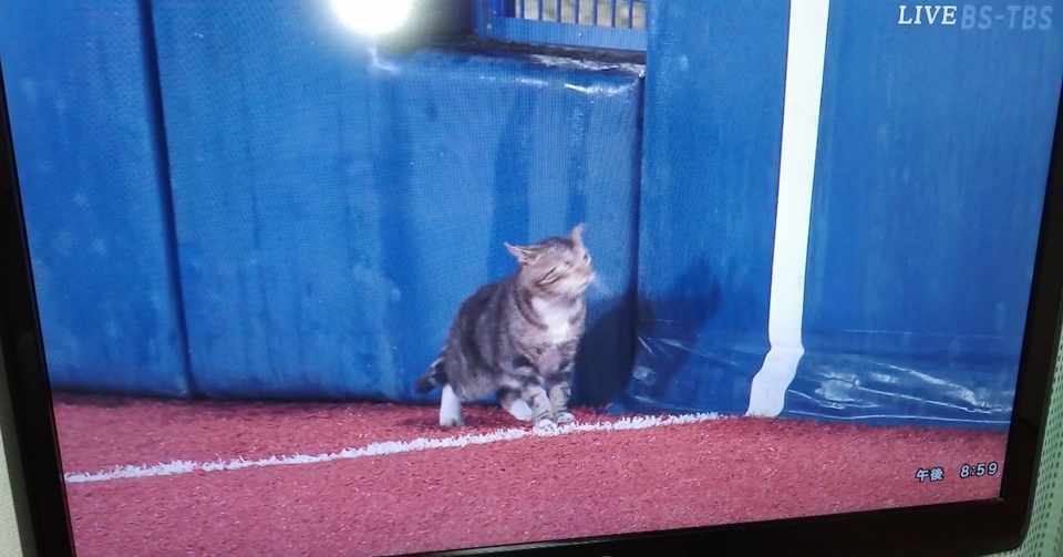 横浜スタジアム猫 猫の日猫 Note
