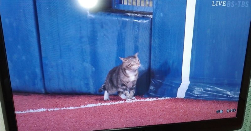 横浜スタジアム猫 猫の日猫 Note