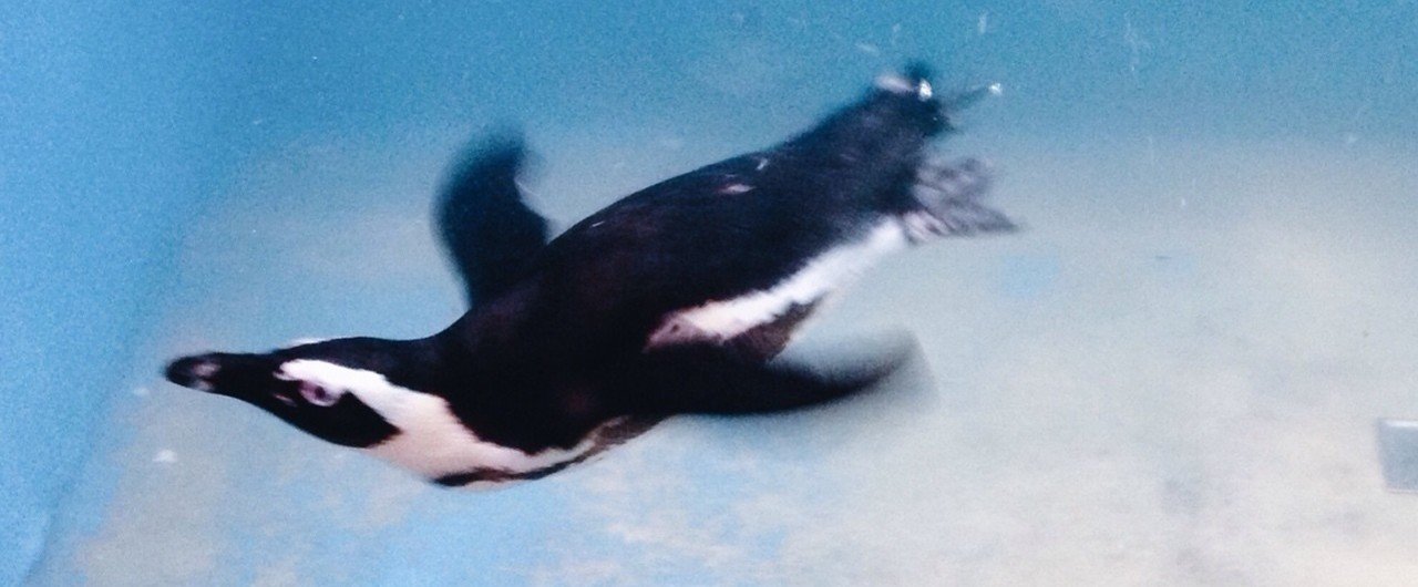 東京動物園 ＜ペンギンのいるBAR 池袋＞ | puzzle inc.
