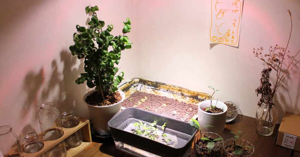 気球 負担 タンザニア 植物 育成 ライト 使い方 Grandir Surf Jp