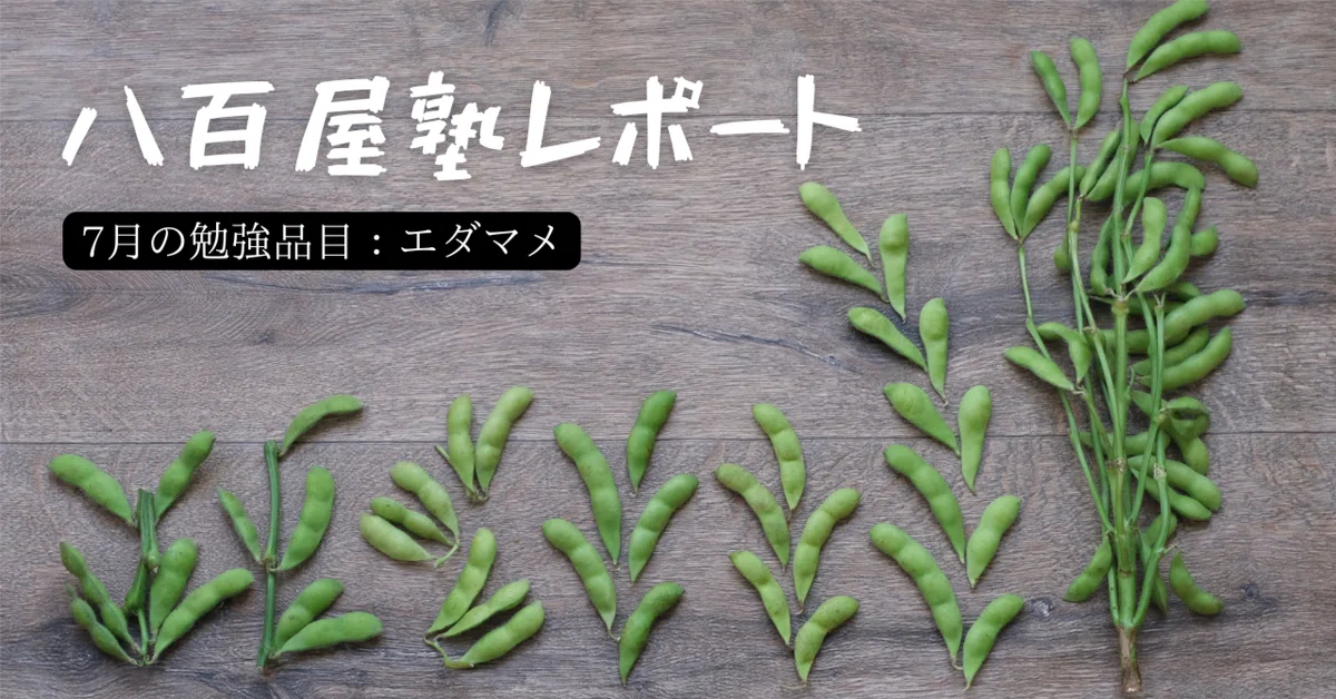 me@即購入可能！様　エクリュ 八百屋塾レポート】 勉強品目：エダマメ（2026/7/26開催）｜八百屋塾