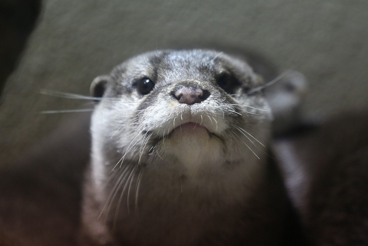 癒されたいあなた必見！カワウソの魅力ご紹介します！！｜小野由衣子