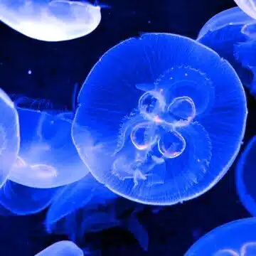 水無月