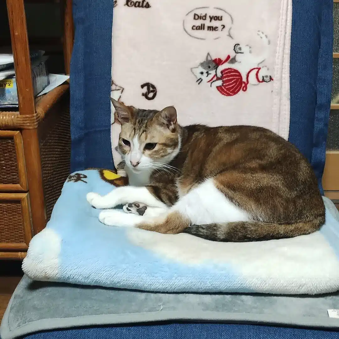 わらぶき しげみ