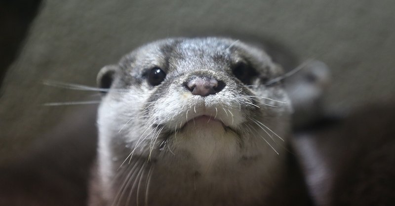 癒されたいあなた必見 カワウソの魅力ご紹介します 小野由衣子 Note