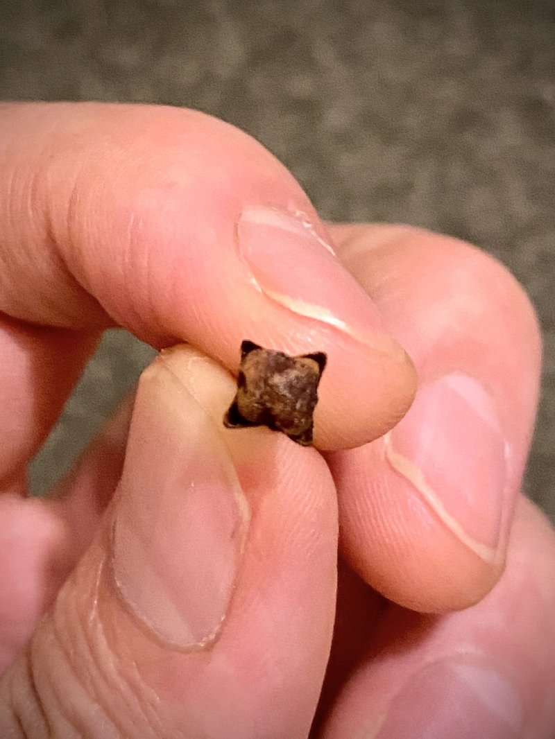 クローブは家庭の常備薬 実験研究してみた Ryuki Maeda Note クローブは家庭の常備薬 実験研究してみた Ryuki Maeda Note