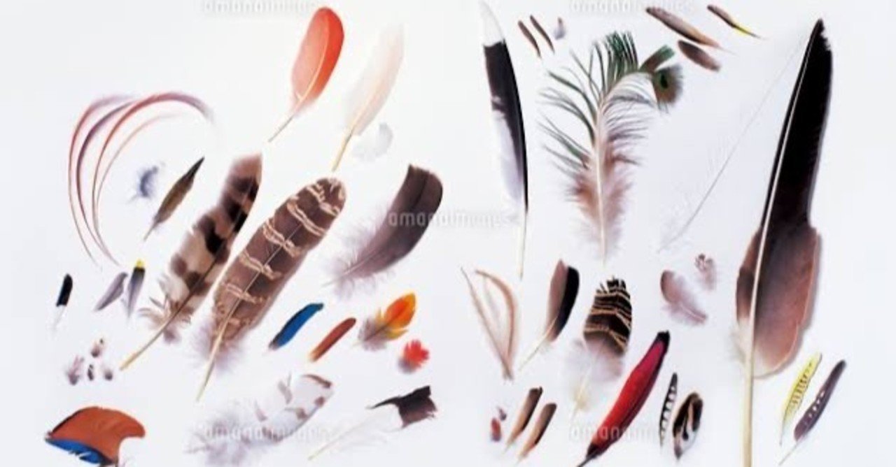 第1153回 野鳥の羽根 ⑴｜翆野 大地