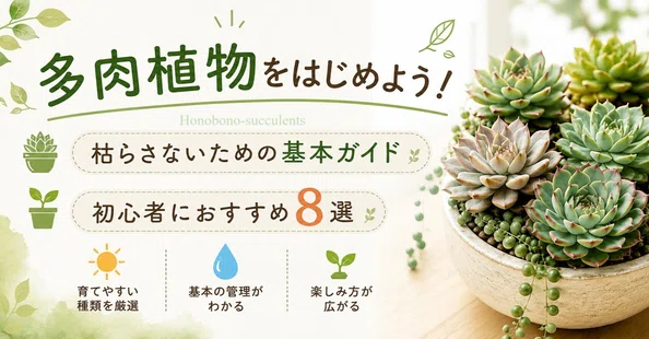 多肉植物・サボテン - 2026-08｜ほのぼのフラワー｜note