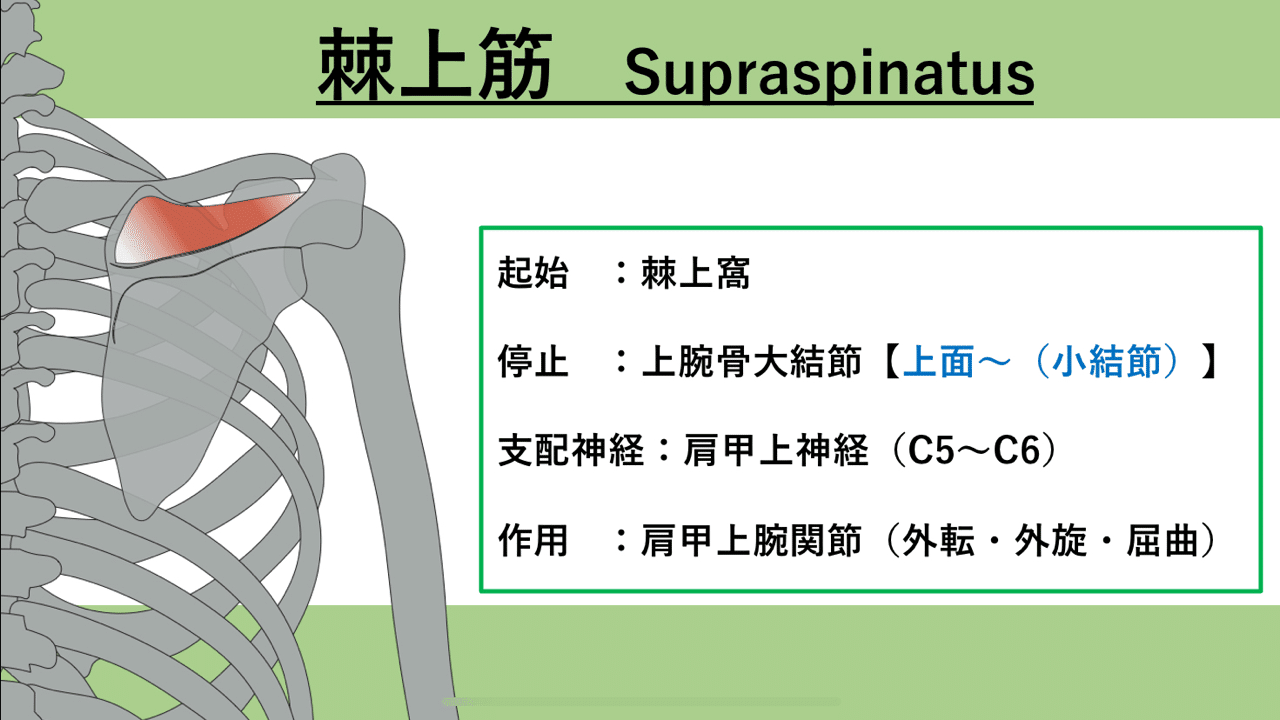 回旋筋腱板の起始 停止の現在 いんどう Note