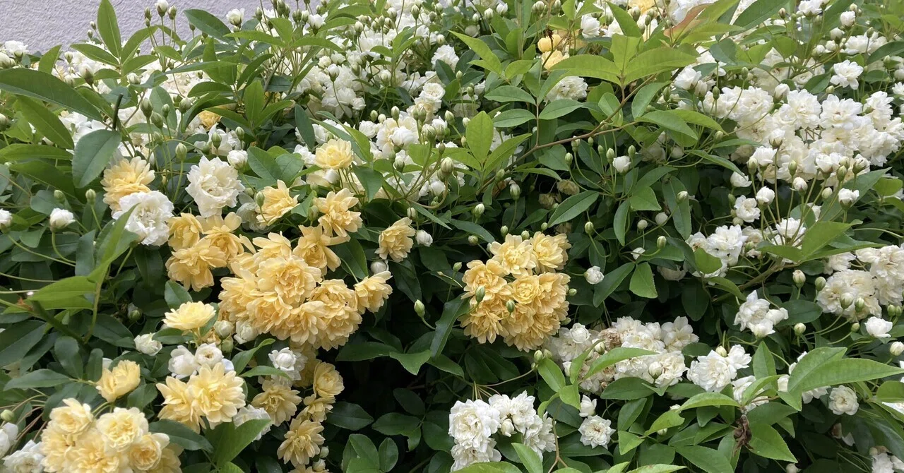 ASDと生きる|ユウキ