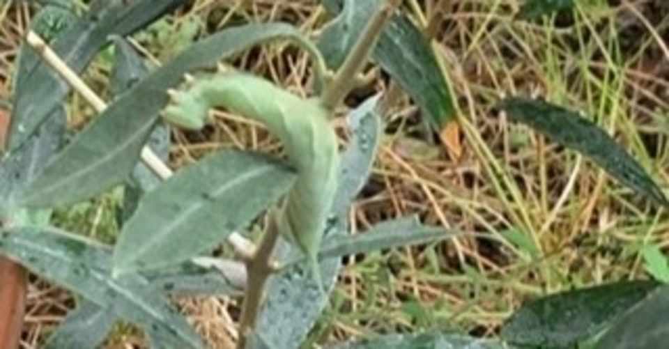 青虫の正体は つき Note