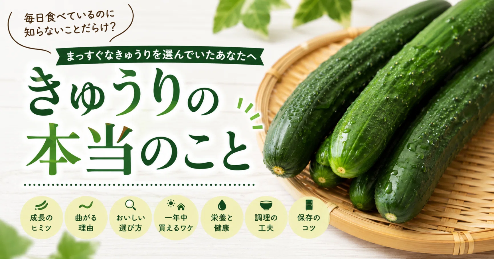 今旬の野菜「きゅうり」｜曲がっていても大丈夫？選び方・栄養・調理