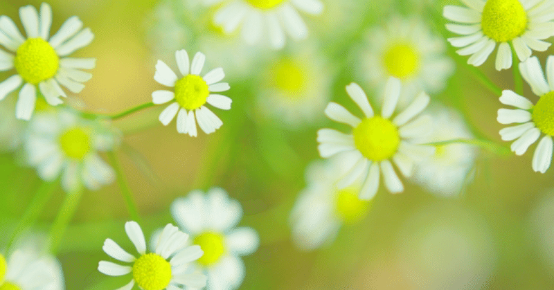 優しさが沁みるとき プチグレン精油からのメッセージ アロマセラピストsea Note