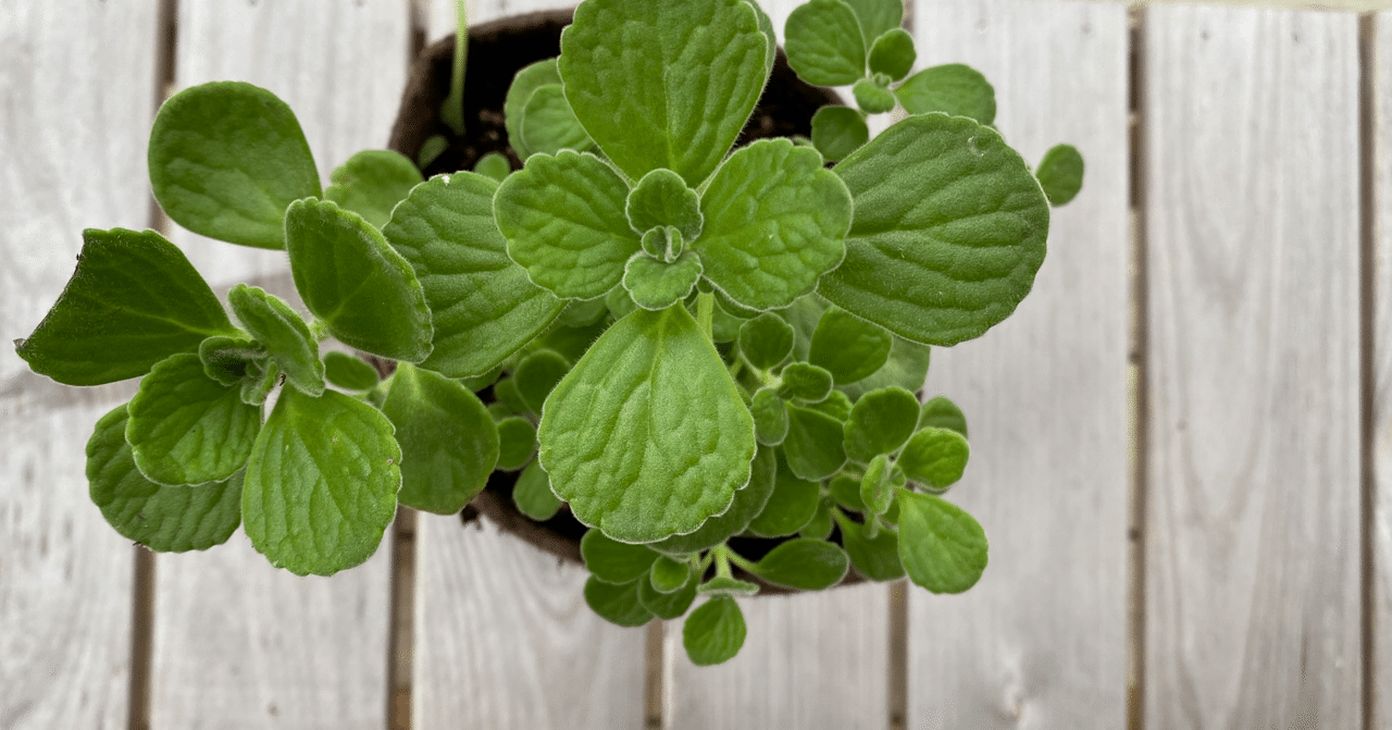 Vol27 長雨のハーブとあり被害 ころの庭自然菜園ーハーブやアロマもー Note