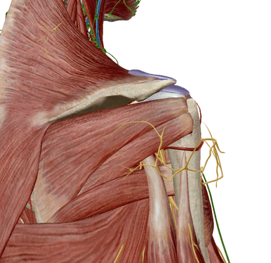 腋窩神経-外側上腕皮神経