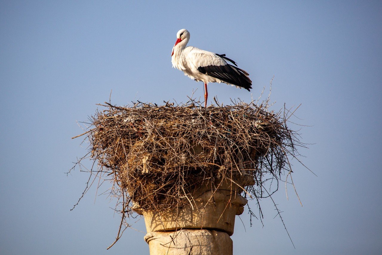 モロッコの世界遺産 ヴォルビリス Zenpaku Note モロッコの世界遺産 ヴォルビリス Zenpaku Note