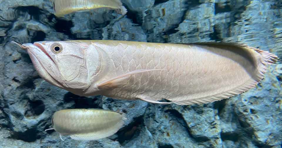 シルバーアロワナが亀になった理由 イシコ Note