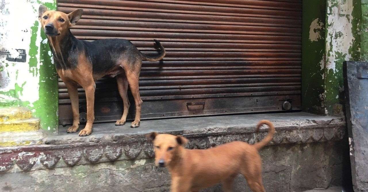 エクアドル 近所の犬たち みきこ Note