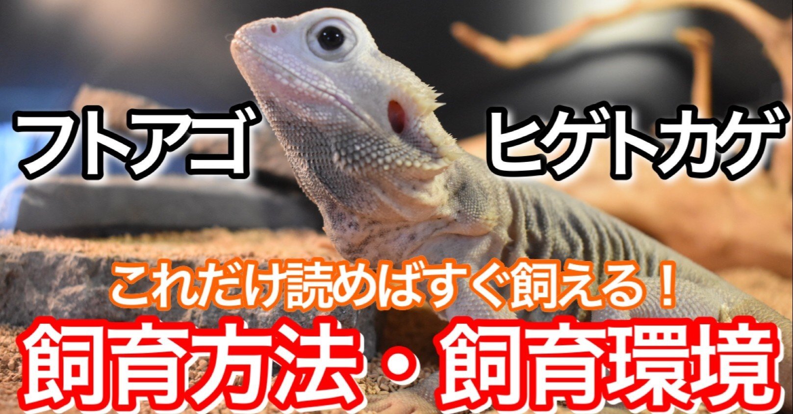 フトアゴヒゲトカゲの飼育方法 亀山さん Note フトアゴヒゲトカゲの飼育方法 亀山さん Note