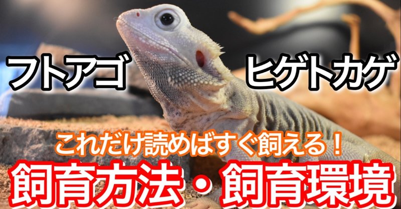 フトアゴヒゲトカゲの飼育方法 亀山さん Note