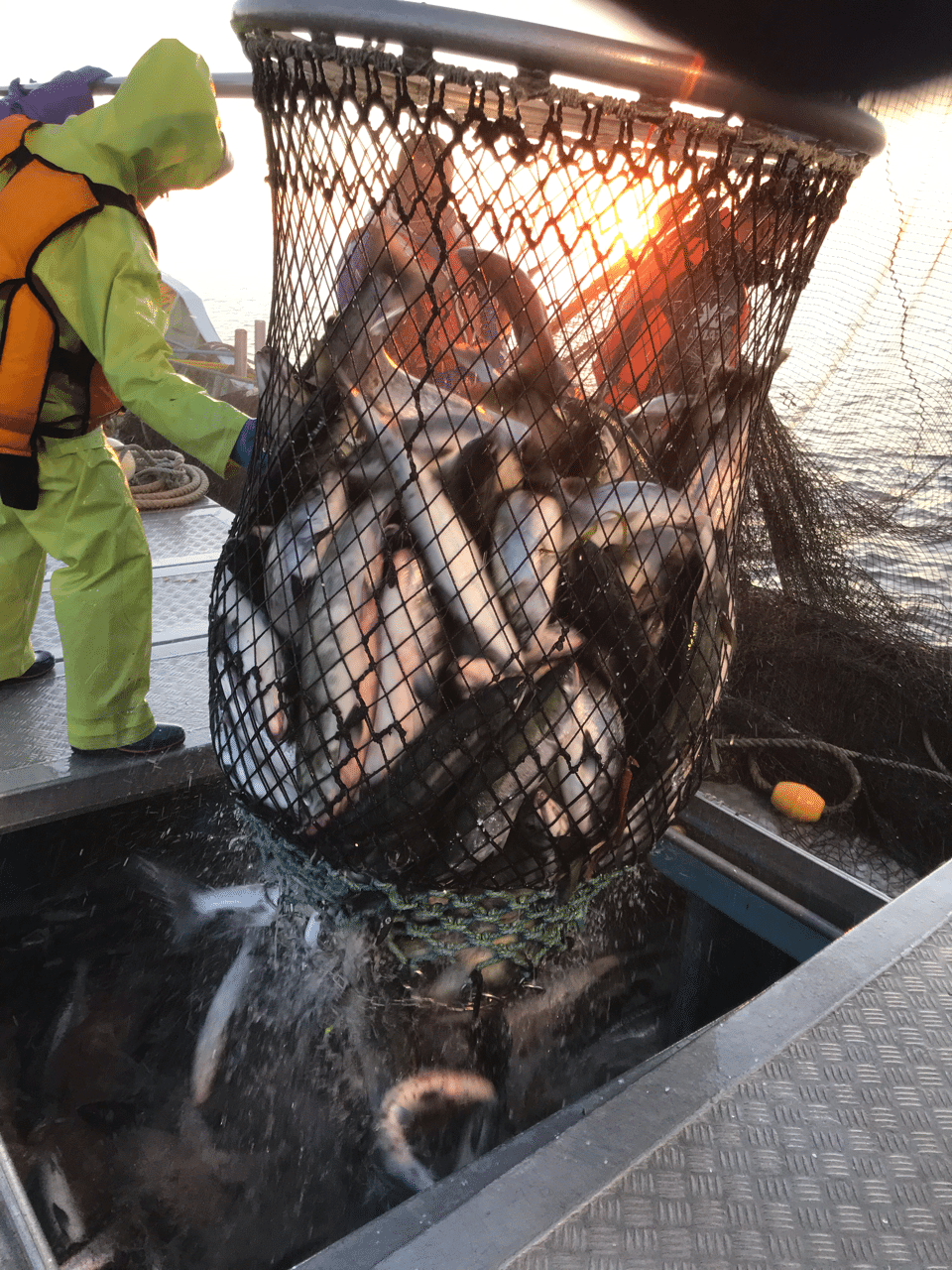 オホーツク海のサケ漁 釣り 山阿呆の大学生 Note オホーツク海のサケ漁 釣り 山阿呆の大学生 Note